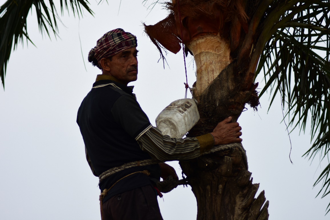 Date palm sap collection in Bogra, Bangladesh